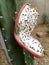Frightening and Scary Cactus Fruit