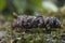FrigÃ¡nea, Caddisfly larvae in the built home. Trichoptera. Caddisfly.River habitat