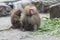 Frill-neck baboon, galadril.