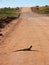 Frill Neck Lizard on Road