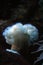 frilled anemone underwater