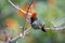 Frilled croquette perched on a twig, Itatiaia, Rio de Janeiro, Brazil