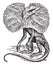 Frilled Lizard, vintage illustration