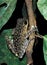 Frilled tree frog (Rhacophorus appendiculatus)