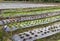 Frillice iceberg, red oak lettuce growing in the farm