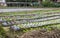 Frillice iceberg, red oak lettuce growing in the farm