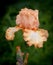 Frilly Edged Orange and White Bearded Iris Bloom