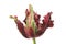 Frilly edged tulip