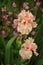 Frilly peach-pink bearded irises rise on scapes in front of rose-colored columbine