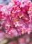 Frilly pink trumpet shaped flowers from Tabebuia Rosea tree with bokeh