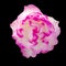 Frilly pink and white rose isolated on black.