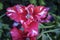 Frilly Rembrandt tulip - top view close-up against green plants and blurry purple flowers