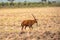 A fringe-eared oryx - Oryx callotis in the panoramic savannah grassland landscapes of Tsavo East National Park in Kenya