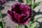 Fringe Fancy Tulip Close Up