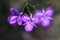 Fringe Lilies ultraviolet bloom in park, blurred background