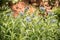Fringed bluestar, Amsonia ciliata, flowering plants