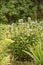 Fringed bluestar, Amsonia ciliata, flowering plants in garden