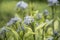 Fringed bluestar, Amsonia ciliata, whitish-blue flowering plants