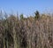 Fringed bush plants and sky