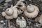 Fringed earthstar Geastrum fimbriatum