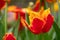 Fringed Fabio tulips amongst other plants, shrubs and greenery in a slightly neglected, messy, overgrown suburban garden.