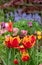 Fringed Fabio tulips amongst other plants, shrubs and greenery in a slightly neglected, messy, overgrown suburban garden.