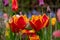 Fringed Fabio tulips amongst other plants, shrubs and greenery in a slightly neglected, messy, overgrown suburban garden.