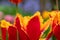 Fringed Fabio tulips amongst other plants, shrubs and greenery in a slightly neglected, messy, overgrown suburban garden.