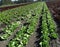 Fringed iceberg lettuce field , Lactuca sativa