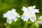 Fringed iris flowers