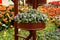 Fringed iris herb flowerbed