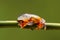 Fringed leaf tree Frog