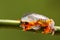 Fringed leaf tree Frog