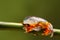 Fringed leaf tree Frog