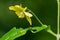 Fringed Loosestrife - Lysimachia ciliata