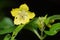 Fringed Loosestrife - Lysimachia ciliata