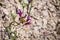 Fringed Onion Allium fimbriatum wildflower, Pinnacles National Park, California