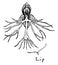 Fringed Orchid vintage illustration