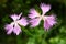 Fringed pink, Dianthus monspessulanus