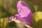 Fringed Polygala