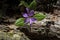 Fringed Polygala