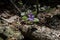 Fringed Polygala