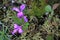 Fringed Polygala Flowers In The Northern Forest