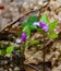 Fringed Polygala, Polygala paucifolia