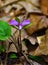 Fringed Polygala, Polygala paucifolia