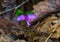 Fringed Polygala, Polygala paucifolia