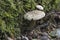 The Fringed Polypore (Polyporus ciliatus) is an inedible mushroom