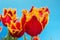 Fringed red tulips against clear blue sky
