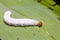 Fringed Redeye Matapa cresta caterpillar
