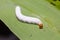 Fringed Redeye Matapa cresta caterpillar